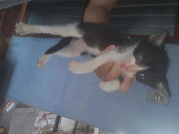 Gato ra a Mãe parecida com siamês  idade Abaixo de 2 meses nome Não tem nomes 