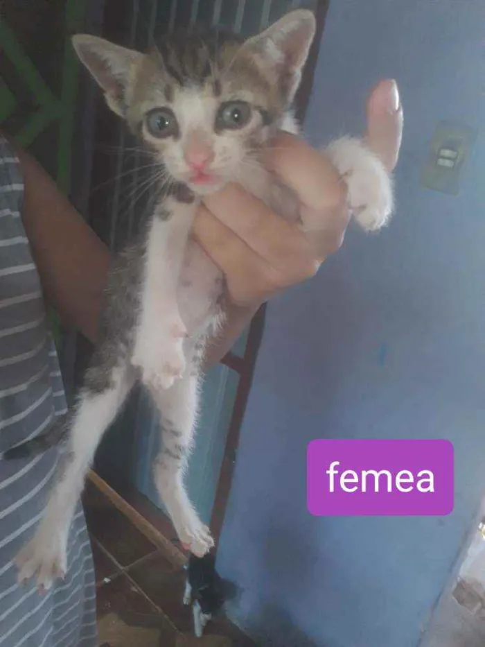 Gato ra a Mãe parecida com siamês  idade Abaixo de 2 meses nome Não tem nomes 