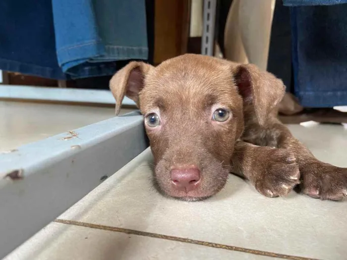 Cachorro raça Srd  idade Abaixo de 2 meses nome Sorvete