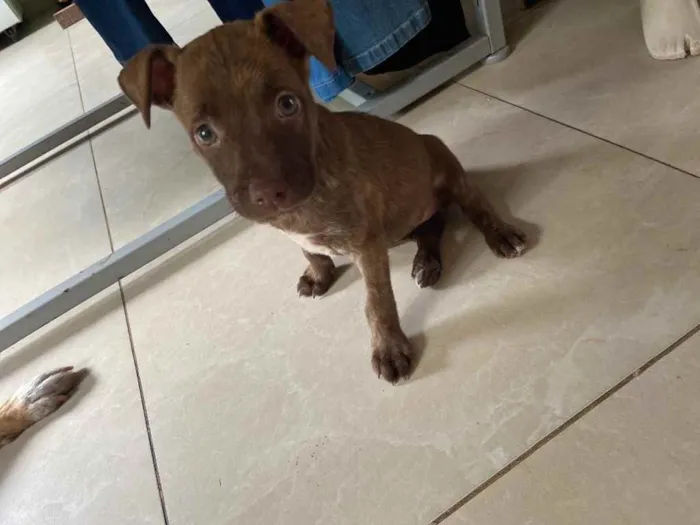 Cachorro raça Srd  idade Abaixo de 2 meses nome Sorvete