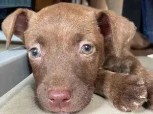Cachorro raça Srd  idade Abaixo de 2 meses nome Sorvete