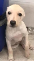 Elli