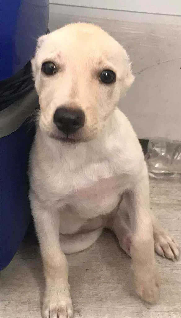 Cachorro ra a Vira Lata idade 2 a 6 meses nome Elli