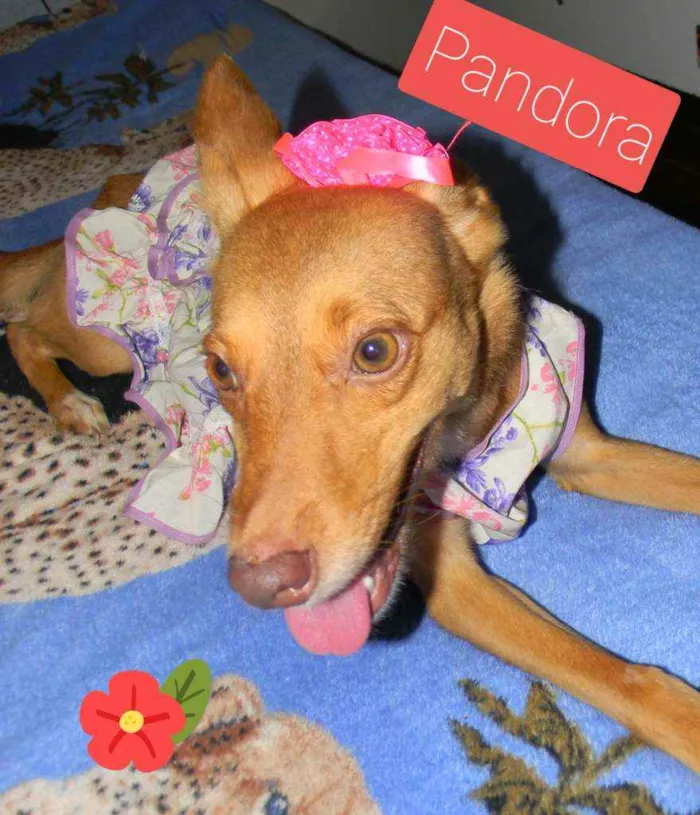 Cachorro ra a Srd idade 2 anos nome Pandora