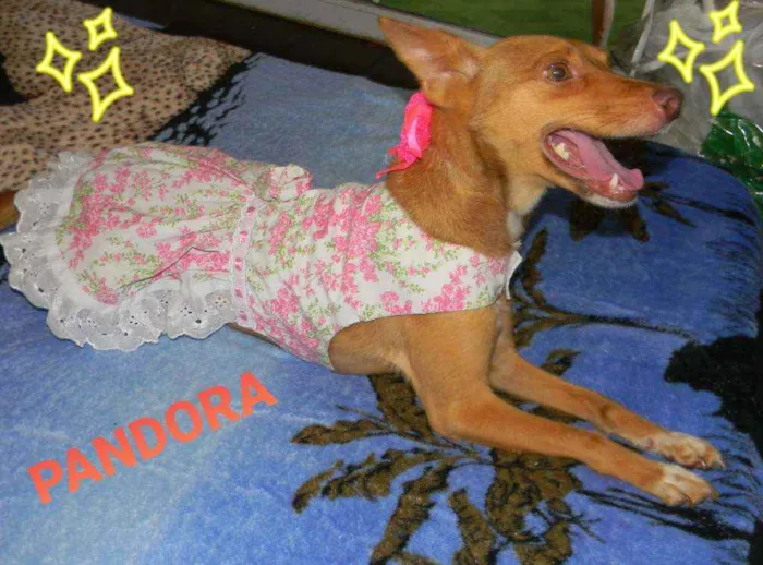 Cachorro ra a Srd idade 2 anos nome Pandora