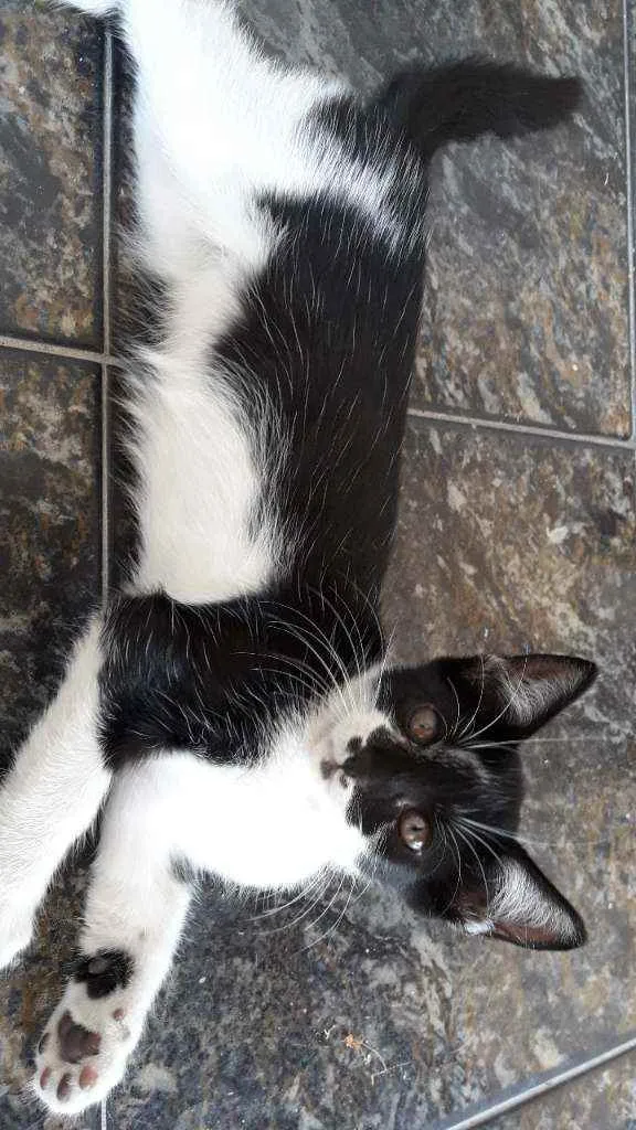 Gato raça Sem raça idade 2 a 6 meses nome Não possuem nome
