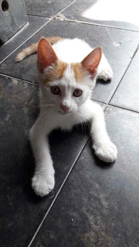 Gato raça Sem raça idade 2 a 6 meses nome Não possuem nome