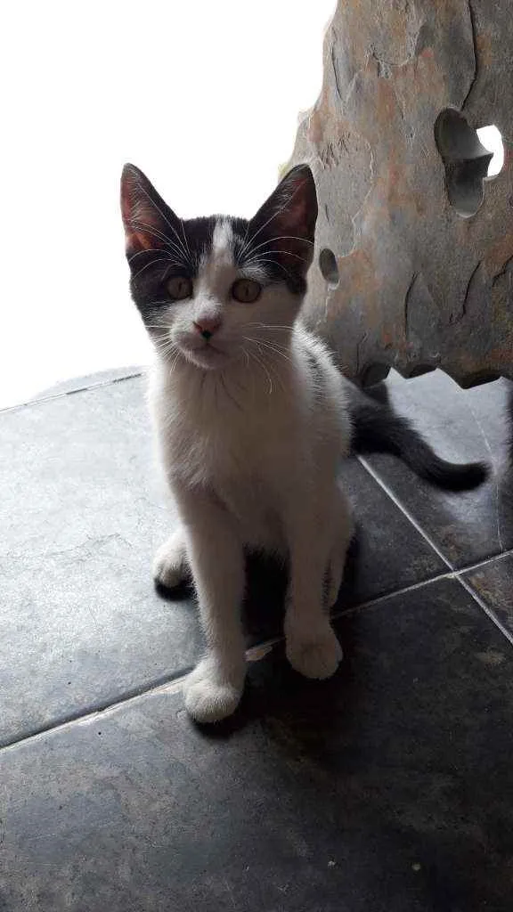Gato raça Sem raça idade 2 a 6 meses nome Não possuem nome