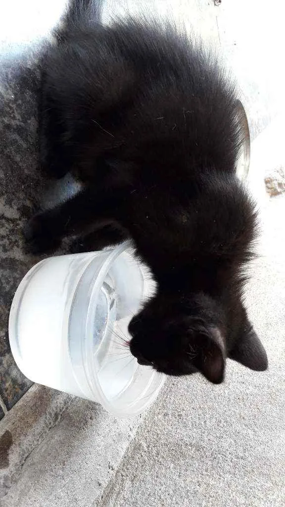 Gato raça Sem raça idade 2 a 6 meses nome Não possuem nome