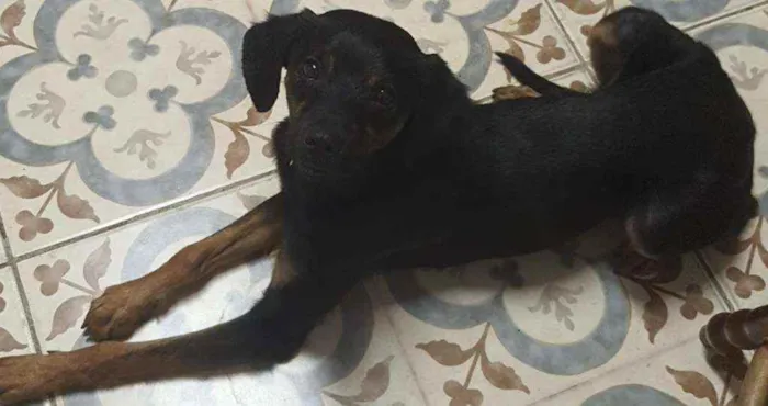 Cachorro ra a Srd idade 7 a 11 meses nome Sem nome