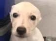 Elli