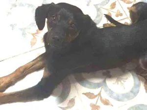 Cachorro raça Srd idade 7 a 11 meses nome Sem nome