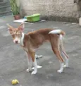 Kiara