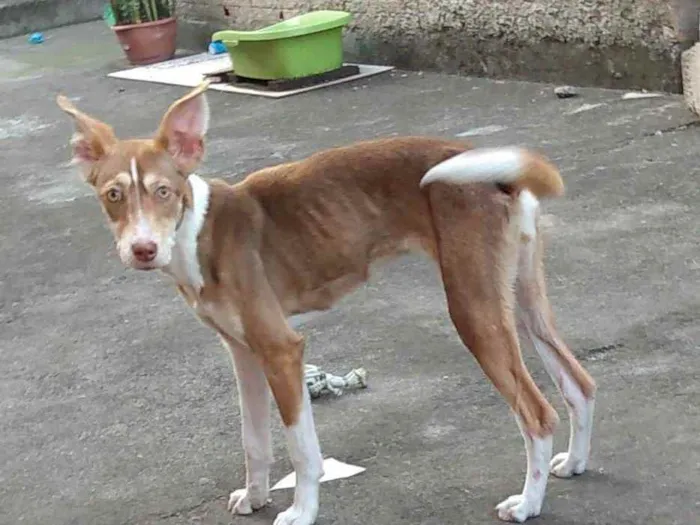 Cachorro ra a SRD idade 1 ano nome Kiara