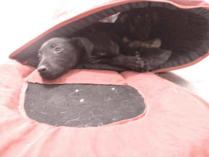 Cachorro ra a Não definido idade 2 a 6 meses nome Tch'alla e Gerald