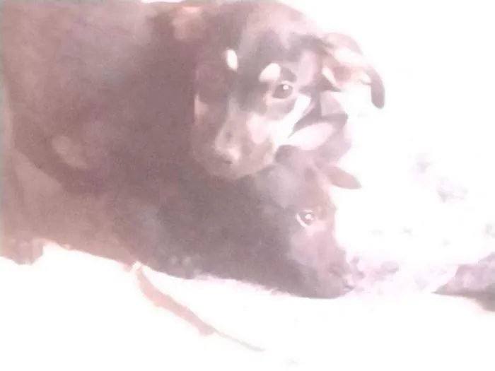 Cachorro ra a Não definido idade 2 a 6 meses nome Tch'alla e Gerald