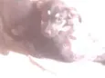 Tch