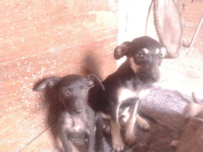 Cachorro ra a Não definido idade 2 a 6 meses nome Tch'alla e Gerald