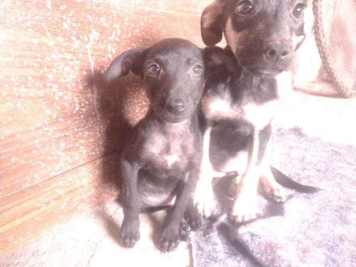 Cachorro ra a Não definido idade 2 a 6 meses nome Tch'alla e Gerald