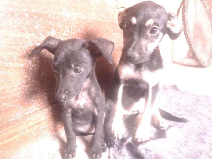 Cachorro ra a Não definido idade 2 a 6 meses nome Tch'alla e Gerald