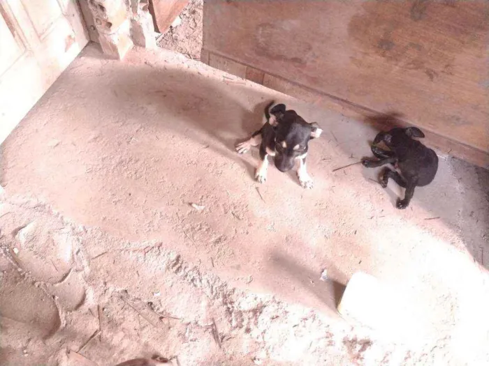 Cachorro ra a Não definido idade 2 a 6 meses nome Tch'alla e Gerald