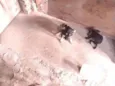 Tch