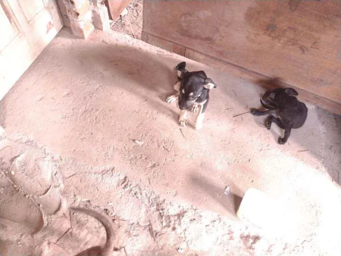 Cachorro ra a Não definido idade 2 a 6 meses nome Tch'alla e Gerald
