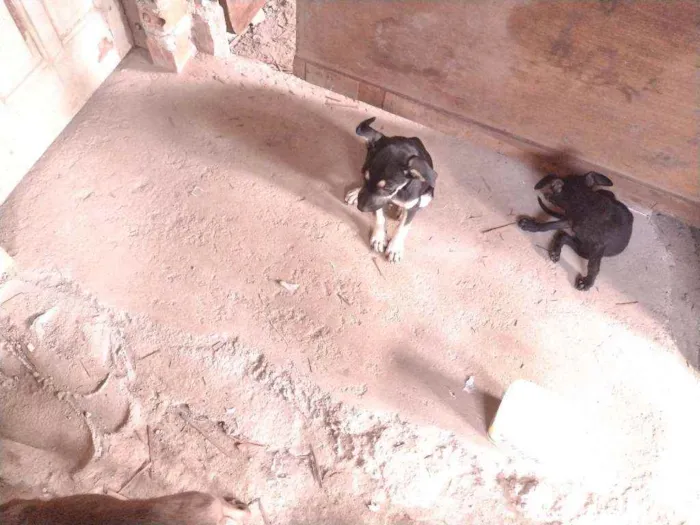 Cachorro ra a Não definido idade 2 a 6 meses nome Tch'alla e Gerald