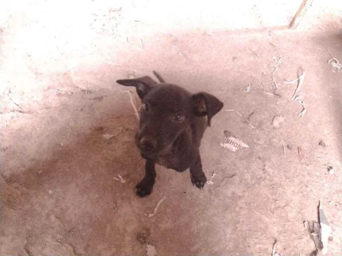 Cachorro ra a Não definido idade 2 a 6 meses nome Tch'alla e Gerald