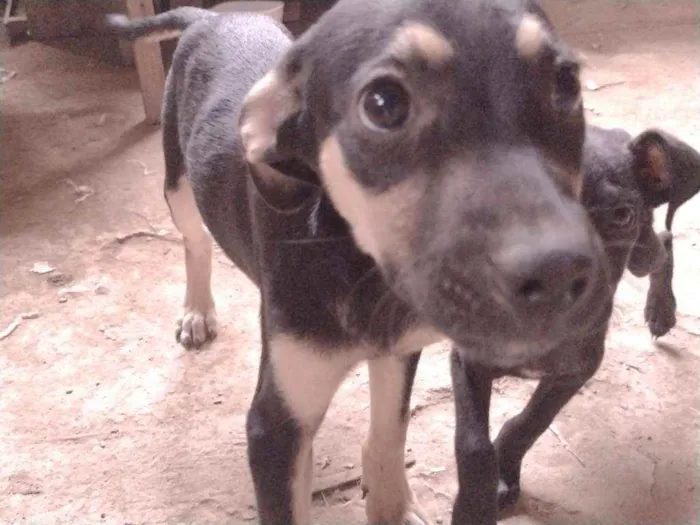 Cachorro ra a Não definido idade 2 a 6 meses nome Tch'alla e Gerald