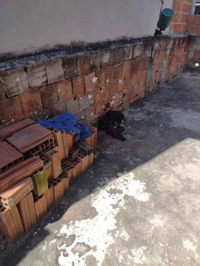 Cachorro ra a Não definido idade 2 a 6 meses nome Tch'alla e Gerald
