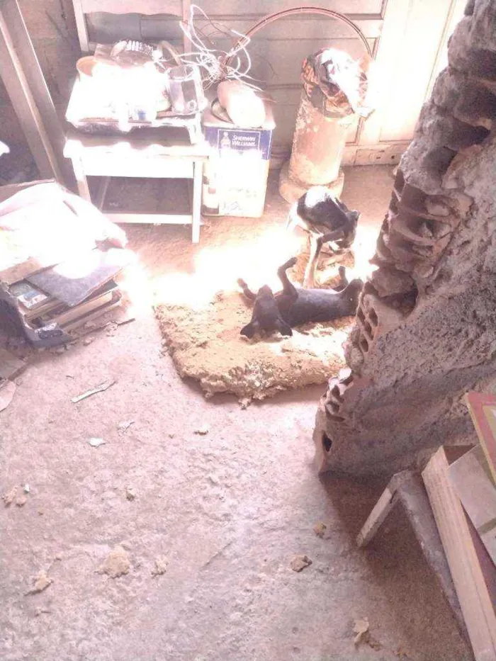 Cachorro ra a Não definido idade 2 a 6 meses nome Tch'alla e Gerald