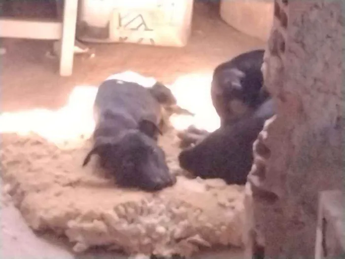 Cachorro ra a Não definido idade 2 a 6 meses nome Tch'alla e Gerald