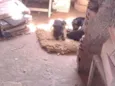 Tch