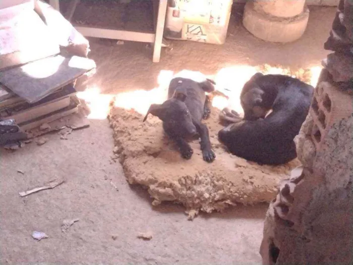 Cachorro ra a Não definido idade 2 a 6 meses nome Tch'alla e Gerald