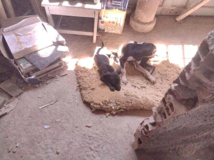 Cachorro ra a Não definido idade 2 a 6 meses nome Tch'alla e Gerald