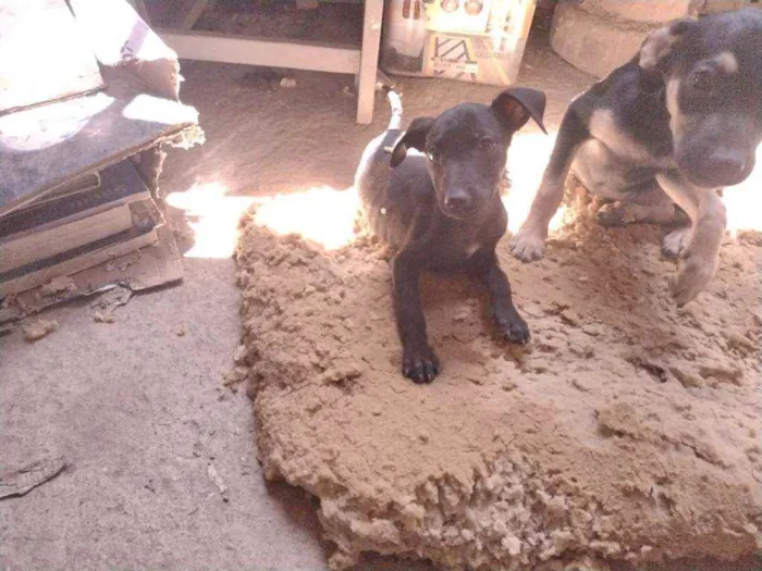 Cachorro ra a Não definido idade 2 a 6 meses nome Tch'alla e Gerald