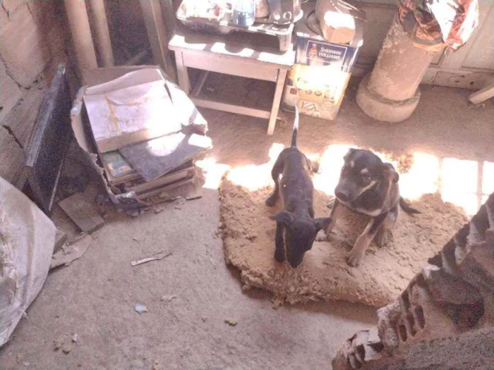 Cachorro ra a Não definido idade 2 a 6 meses nome Tch'alla e Gerald