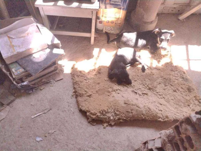 Cachorro ra a Não definido idade 2 a 6 meses nome Tch'alla e Gerald