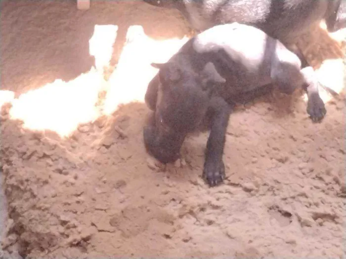 Cachorro ra a Não definido idade 2 a 6 meses nome Tch'alla e Gerald