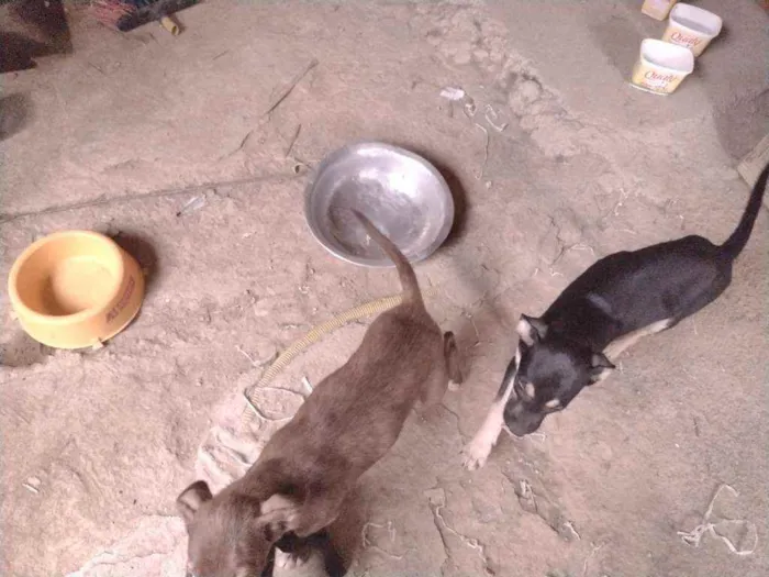 Cachorro ra a Não definido idade 2 a 6 meses nome Tch'alla e Gerald