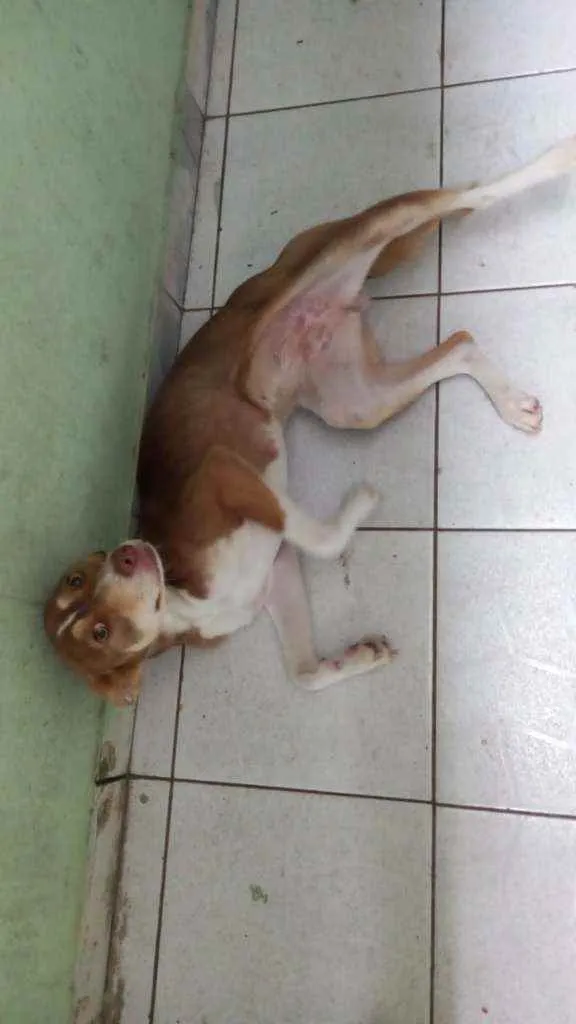 Cachorro ra a SRD idade 1 ano nome Kiara