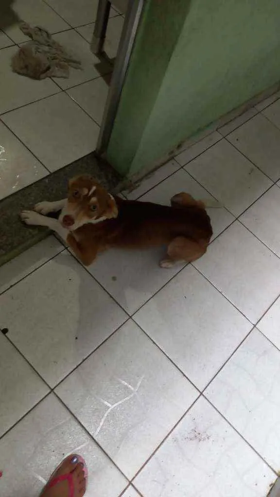 Cachorro ra a SRD idade 1 ano nome Kiara