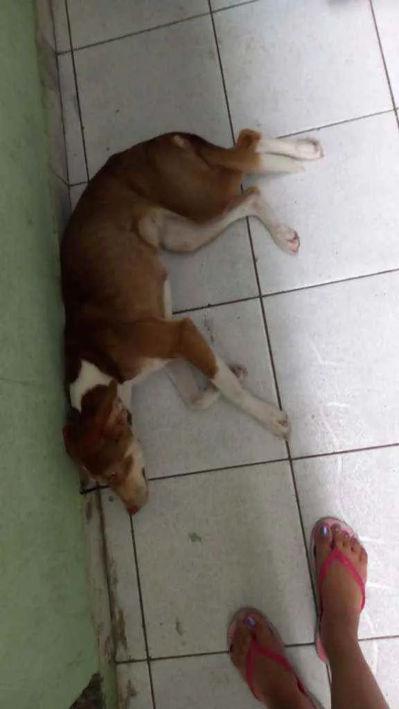 Cachorro ra a SRD idade 1 ano nome Kiara