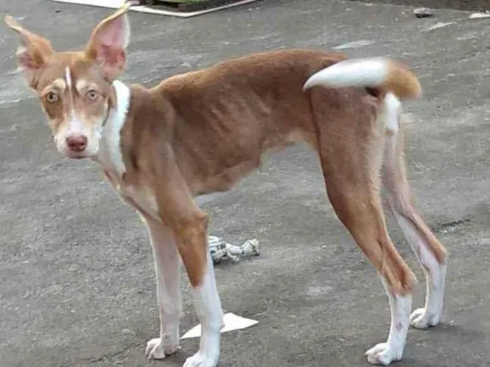Cachorro ra a SRD idade 1 ano nome Kiara