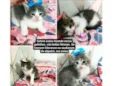 Gato raça S/R idade Abaixo de 2 meses nome Gatinha