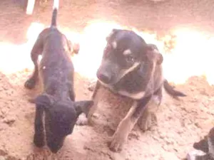 Cachorro raça Não definido idade 2 a 6 meses nome Tch'alla e Gerald