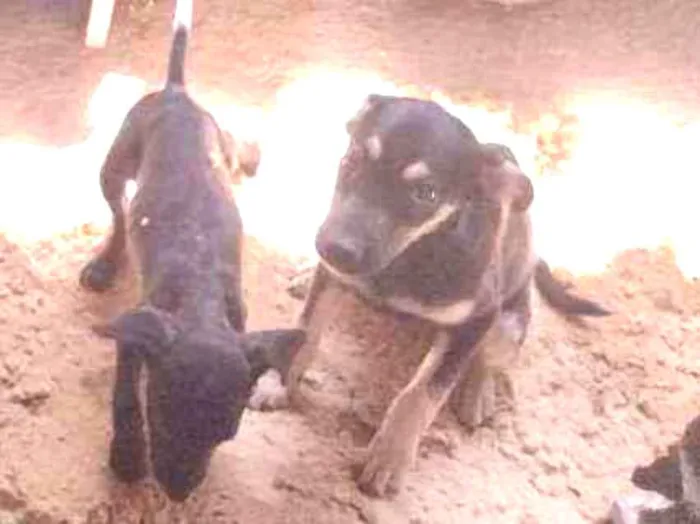 Cachorro ra a Não definido idade 2 a 6 meses nome Tch'alla e Gerald