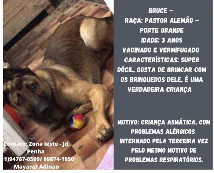 Cachorro raça Pastor Alemão idade 3 anos nome Bruce