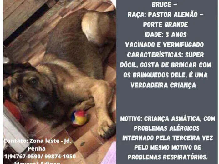 Cachorro raça Pastor Alemão idade 3 anos nome Bruce